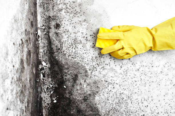 Best Kitchen Mold Remediation in Lemoore Station, CA