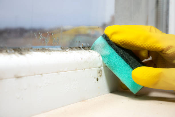 Best Insurance-Related Mold Remediation in Lemoore Station, CA