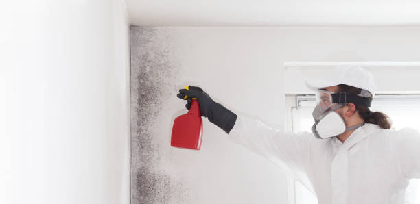 Professional Mold Remediation in Lemoore Station, CA